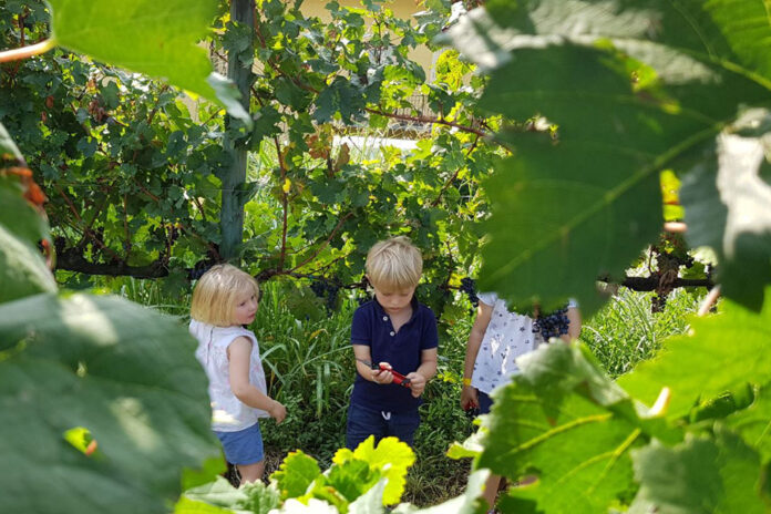 Vendemmia dei bambini