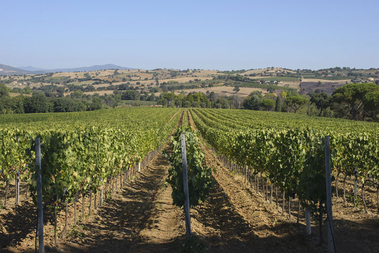 Litorale DOC e Cobalto DOC: I due volti del Vermentino di Maremma