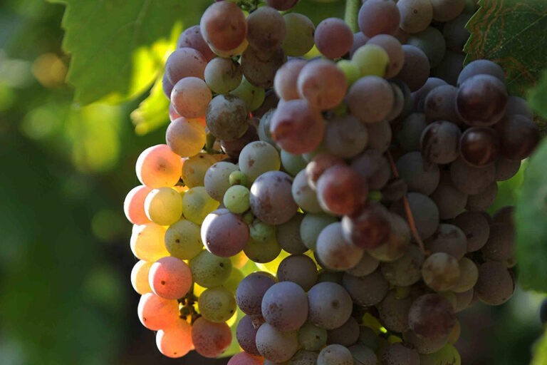 Pinot grigio delle Venezie DOC sulla Vendemmia 2019: quando la viticoltura crea valore