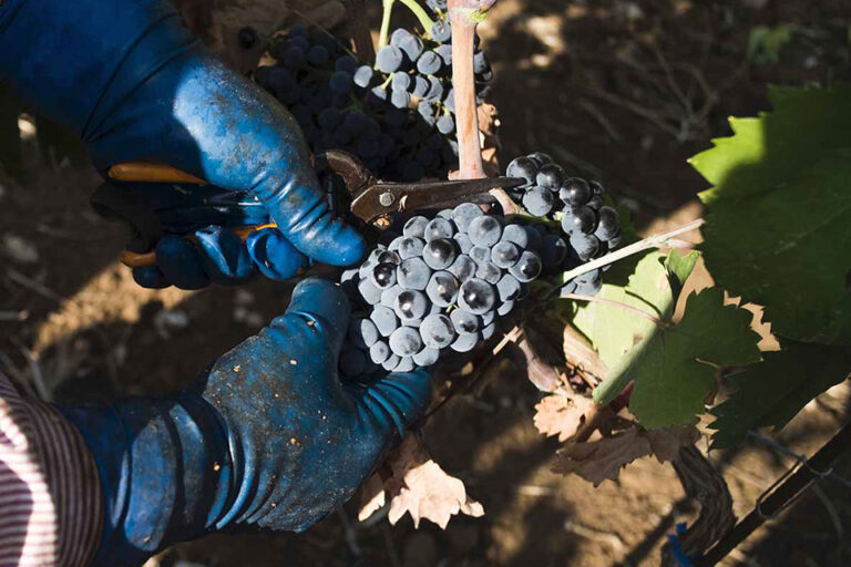 vendemmia primitivo