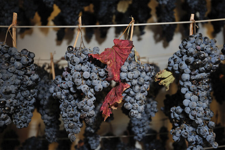 Appassimenti Aperti, tutti i sapori della Vernaccia Nera