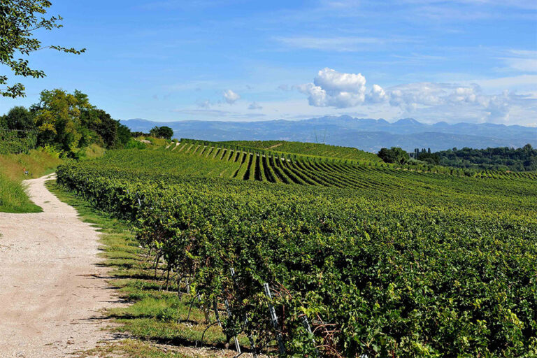 Il Pinot Grigio “Stile Italiano” in tour nei principali mercati esteri