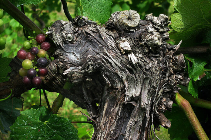 terroir