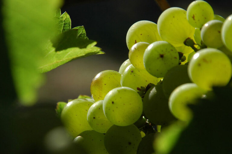 Emilia-Romagna. Una vendemmia 2019 con meno vino, ma di eccellente qualità