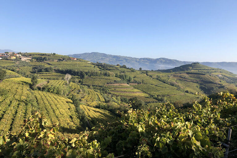 Con il registro delle vigne si chiude un anno di grandi cambiamenti nel Soave