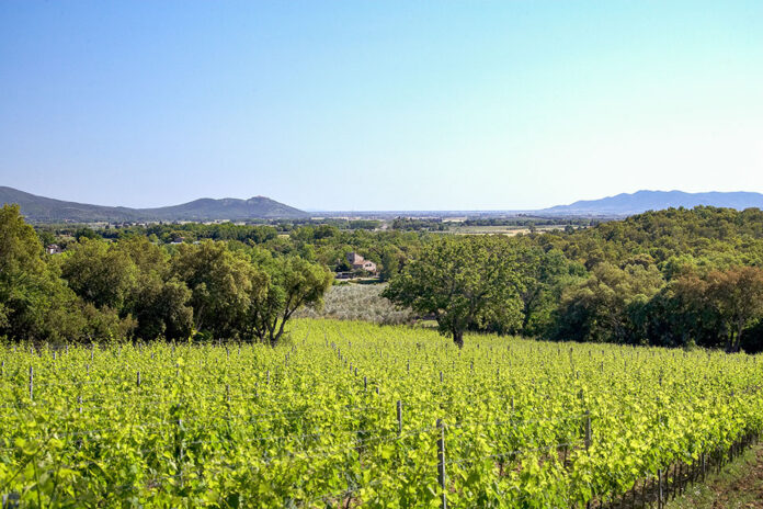 Vigneti DOC Maremma Toscana