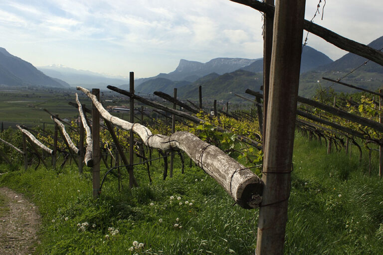 vignaioli di montagna