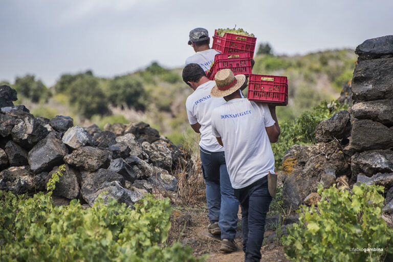 vendemmia a pantelleria donnafugata