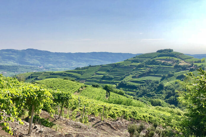 vigneti di soave