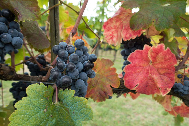 filiera vino chianti