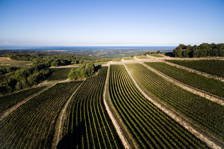 Vigneti Tenuta Sette Cieli