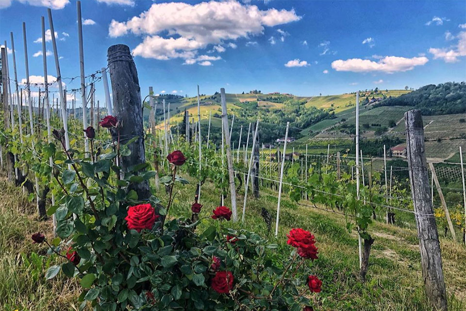 Il vigneto di Tenuta Caretta