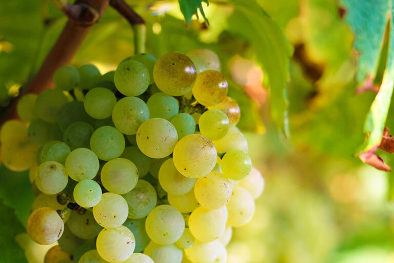 Lessini Durello: come il clima ti cambia il vino