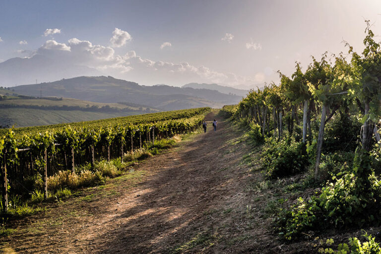 vigneti in abruzzo