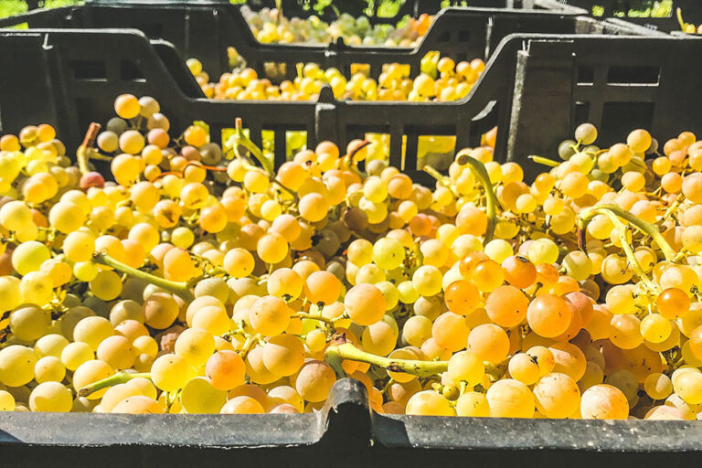 vendemmia soave