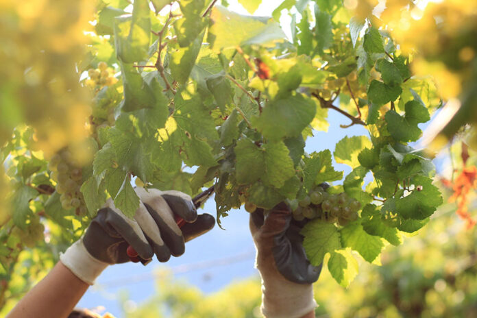 Vendemmia Monte Zovo