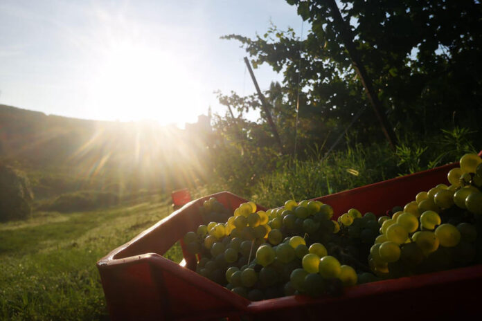 Vendemmia Tenuta Mazzolino