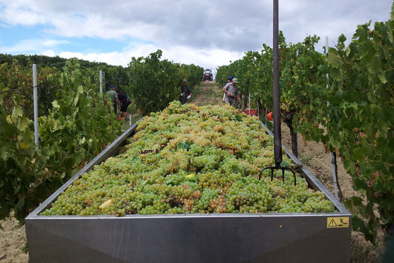 Vendemmia Vernaccia di San Gimignano