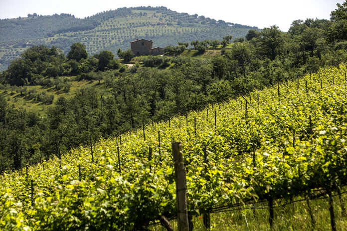 Vigneti del Trasimeno