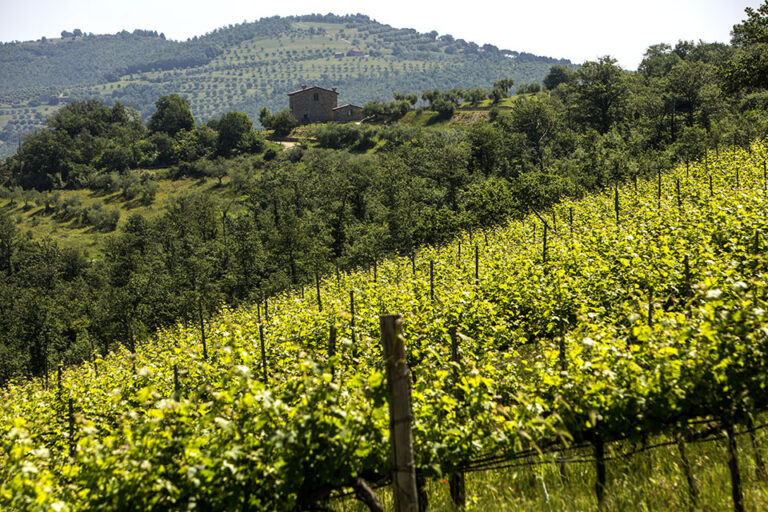 Vigneti del Trasimeno