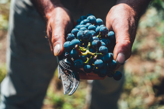 poderi del doge colli euganei