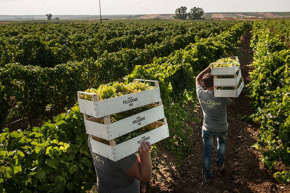 vendemmia cantine pellegrino