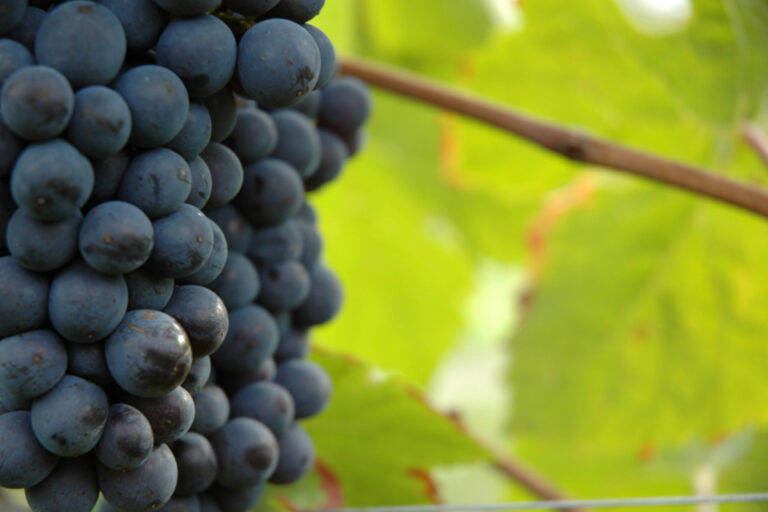 Vendemmia 2020, i dati definitivi di Assoenologi, ISMEA e Unione Italiana Vini