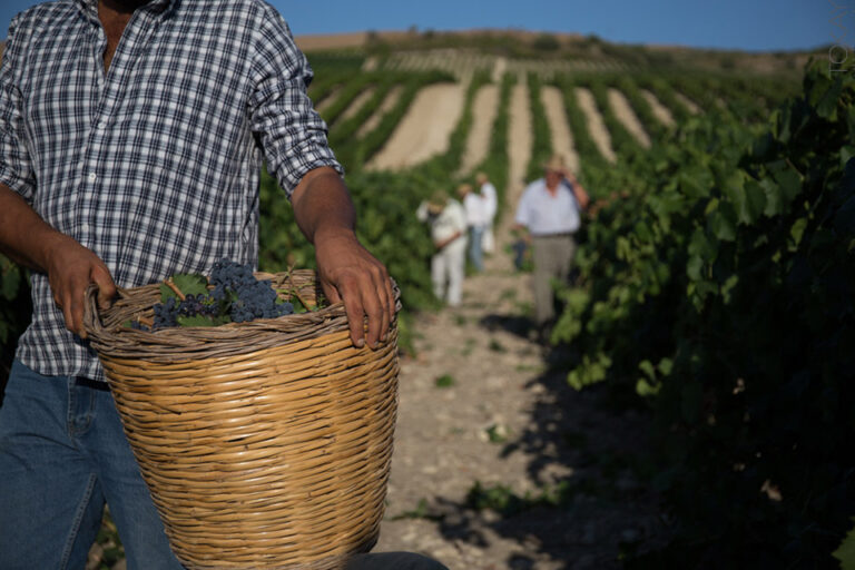 vendemmia cantine settesoli