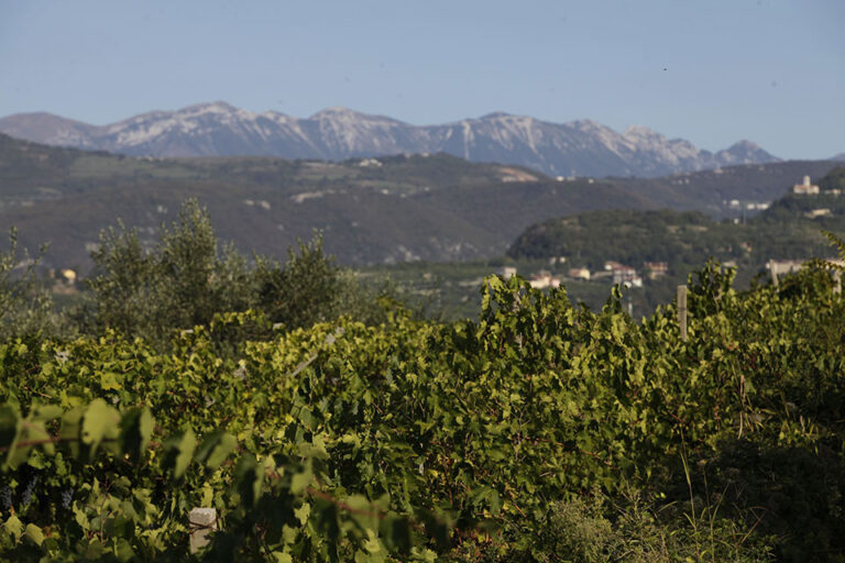 vigne valpolicella superiore brigaldara