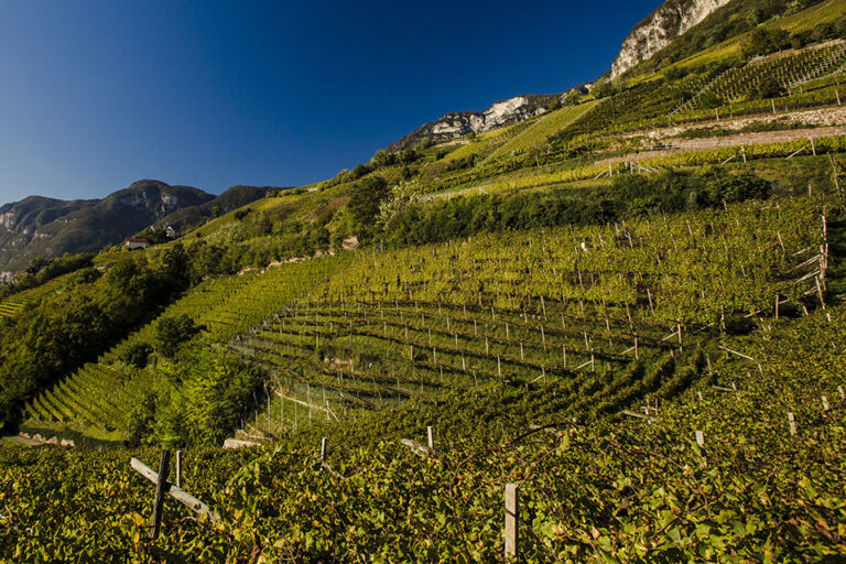 La sfida dell’Alto Adige al cambiamento climatico nel nome dei vitigni bordolesi