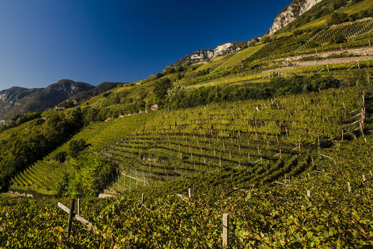 Vigneti in Alto Adige