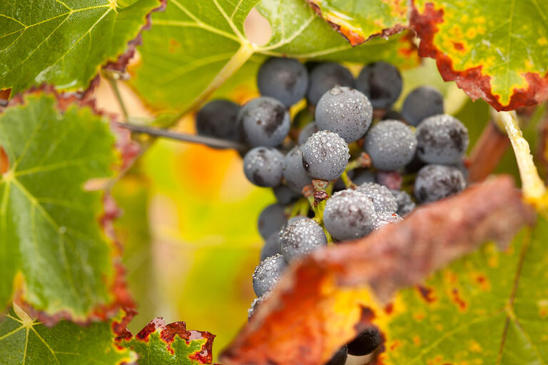 Vendemmia: clima brucia il 9% del raccolto, bene la qualità