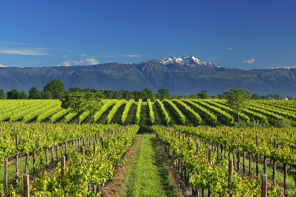 Terre Magre, la selezione Friuli DOC pioniere delle Grave nel mondo