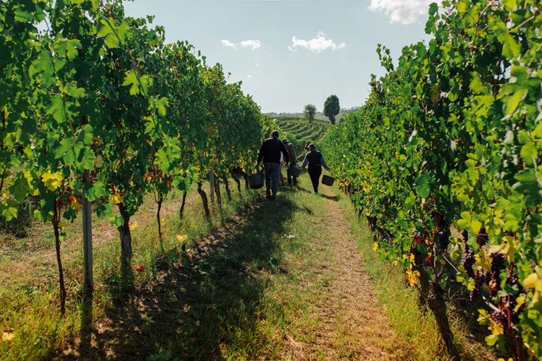 barolo cannubi tenuta carretta vendemmia