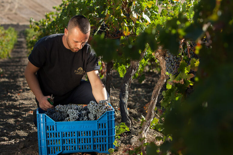 vendemmia casa vinicola fazio