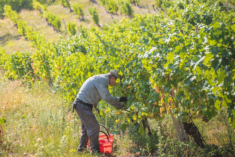 vendemmia poggio della dogana