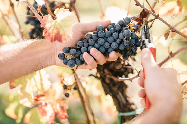 vendemmia venturini baldini