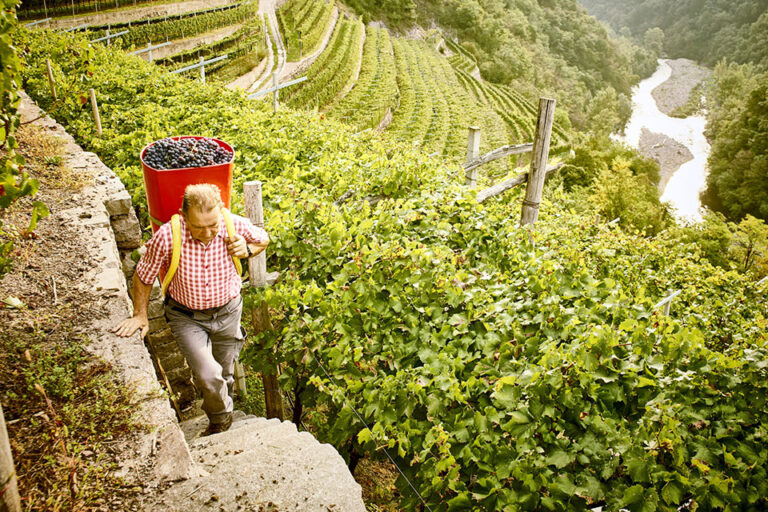 Cembra Cantina di Montagna