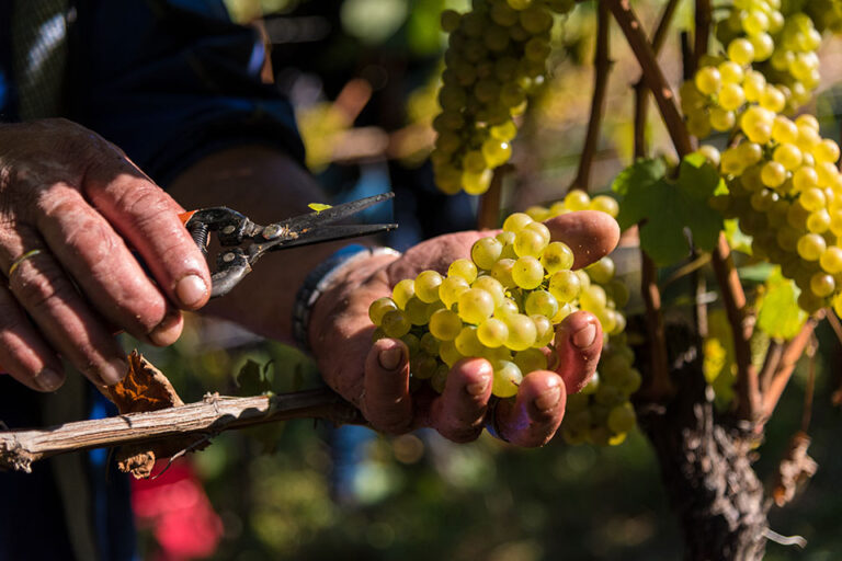 cantina bolzano vendemmia 2021