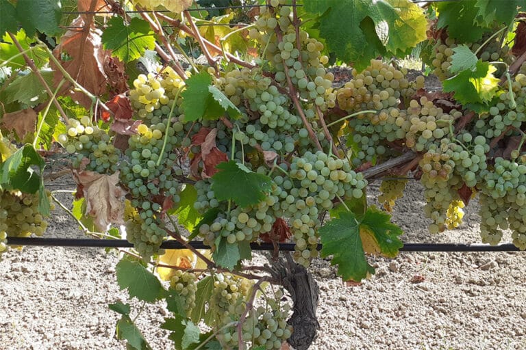 grappoli vermentino biologico mandrarossa