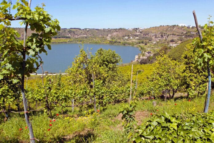 Vigneti Campi Flegrei Wine Focus