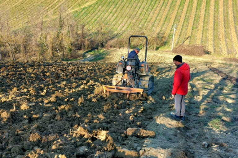 tenuta mazzolino nuovi vigneti