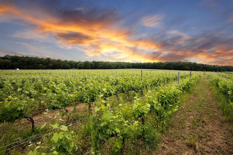 Vigneti Podere Casanova Montepulciano