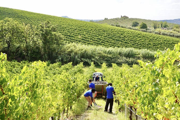 Vigneti Il Conte Villa Prandone