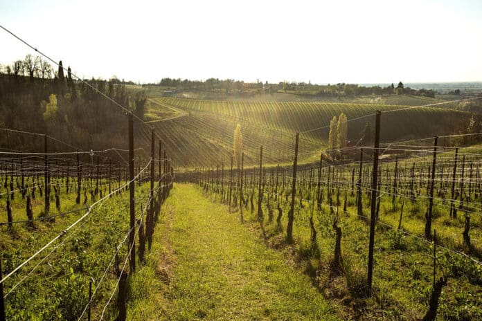 tenuta mazzolino oltrepò pavese