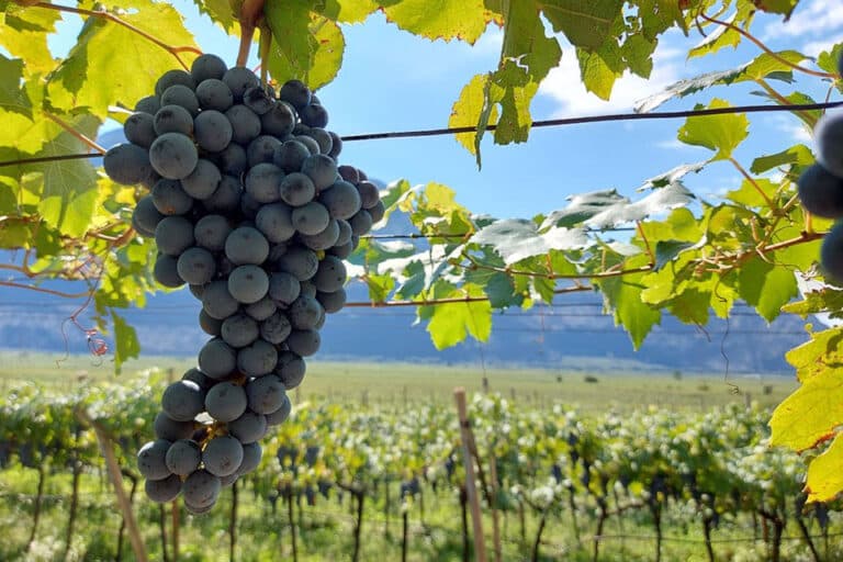 vendemmia 2022 cavit