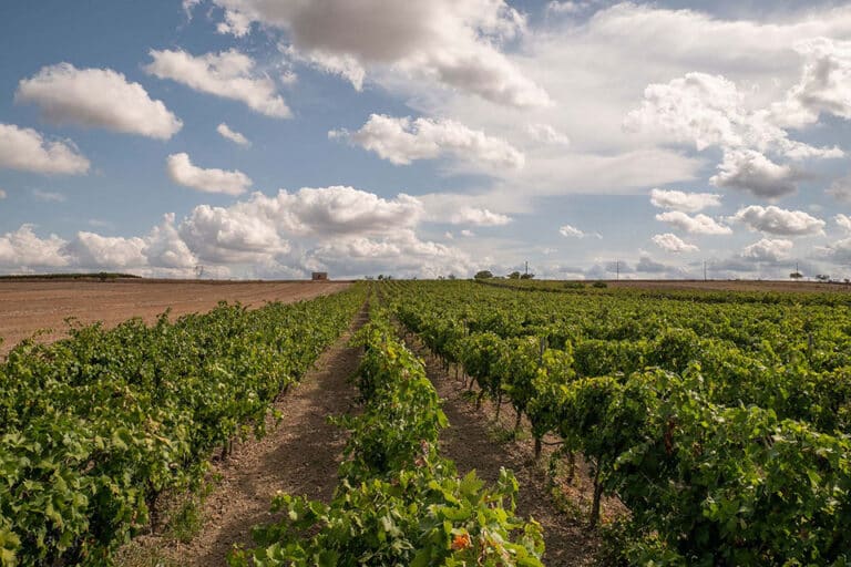 vigneti primitivo di manduria