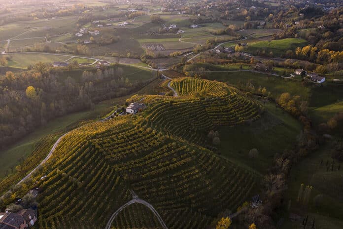 vini del Montello e dei Colli Euganei