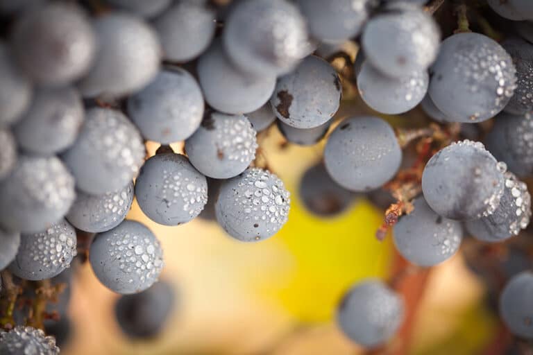 HEVA – Heroes of Europe: Volcanic Agriculture al Merano WineFestival