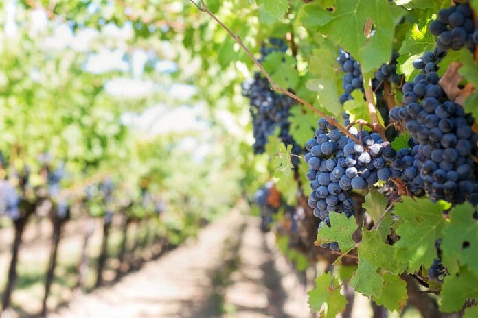 Menfi Città Italiana del Vino 2023